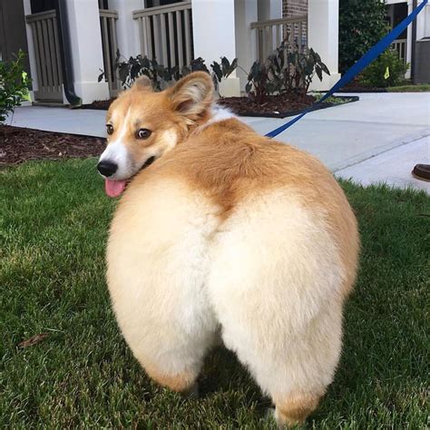 ‘Tocktacular! – CUTETROPOLIS