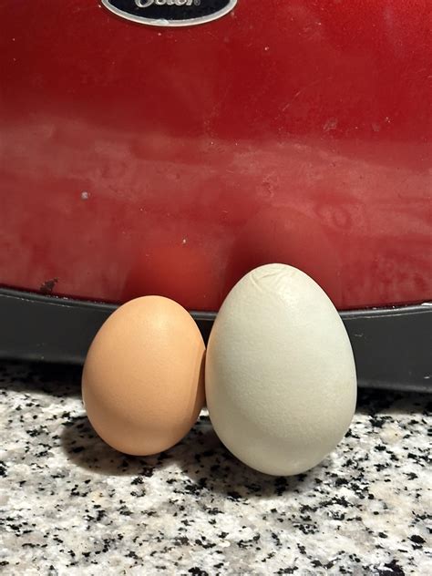 Huge egg! : r/BackYardChickens