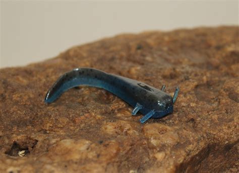 Stonecat 3" 7 pk – Mimic Baits Company