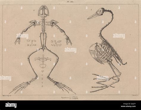 Aves Diagram