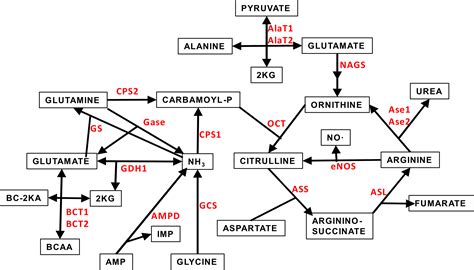 Effects of sex and site on amino acid metabolism enzyme gene expression