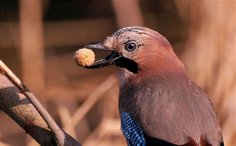 Häher-Porträt Foto & Bild | tiere, wildlife, wild lebende vögel Bilder ...