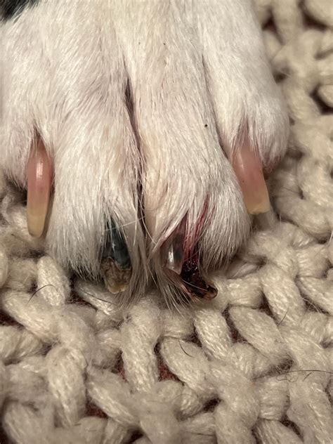 Dog toenail partially ripped off : r/vet