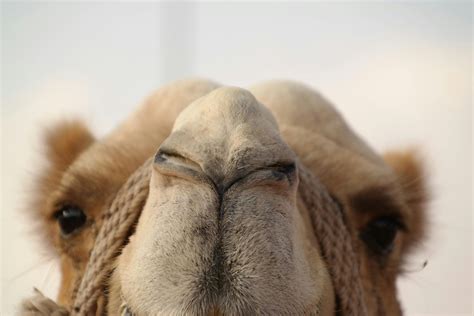 Funny Camel Photos, Download The BEST Free Funny Camel Stock Photos ...