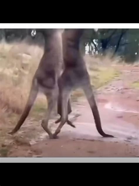 Kangaroo wasn’t ready : r/Unexpected