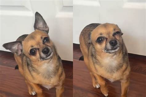 Oração Para Cachorro Doente 1