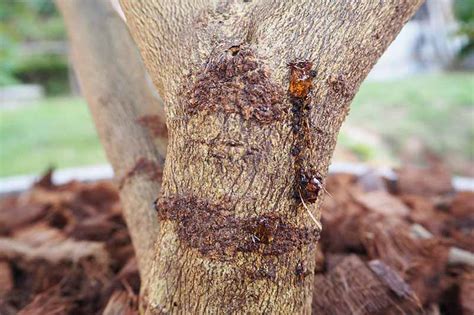 identify  treat maple bark diseases  afflictions