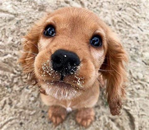 Fotos Fofas E Lindas - 25 Fotos de animais fofinhos capazes de melhorar o dia de qualquer ...