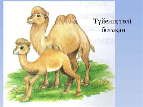 Үй жануарлары тақырыбы