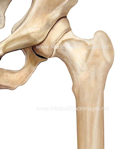 hip joint anatomy medical stock images company