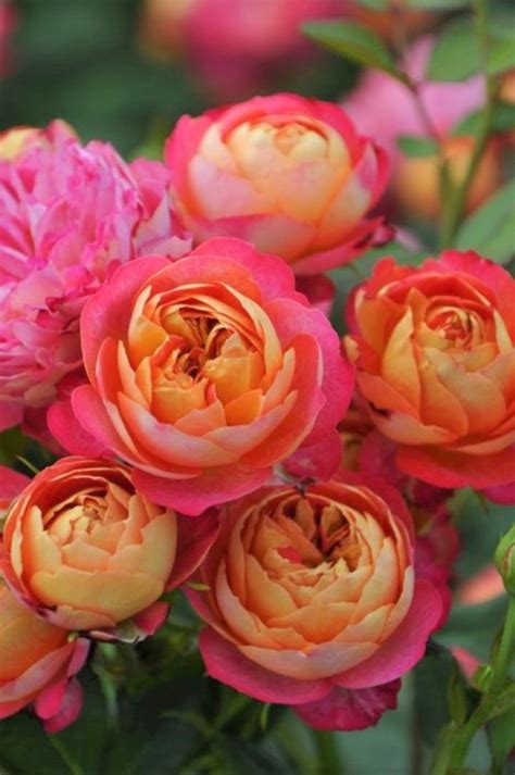 Soleil Romantica Roses - Provence,... - Blooms ~ Flowers of the World