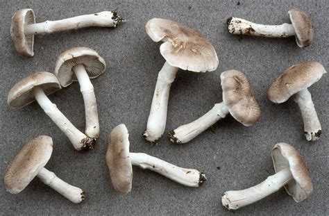 Fungus Gallery :: Tricholoma :: SV08_109