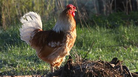 Lightning Storm Over Village With Old Barn In The Foreground. Loopable ...