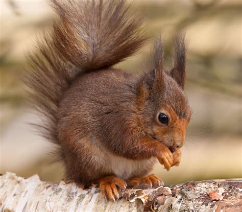 Белка обыкновенная (лат. Sciurus vulgaris), фотографии белок