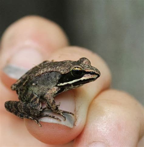 Reflections from Crumbly Acres: Wood frog tadpoles have hatched!