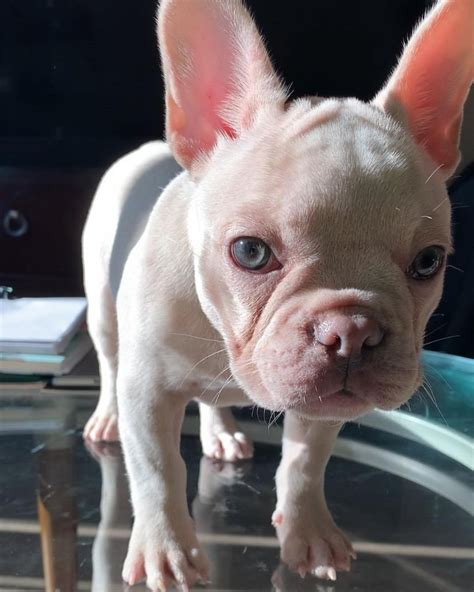 Fluffy french bulldog/Fluffy french bulldog for sale/fluffy frenchie