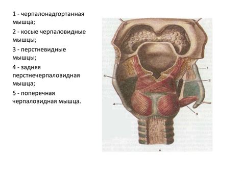 Мышцы гортани - презентация онлайн