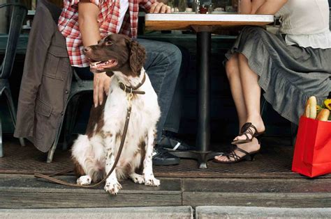 dog   oakland veterinary referral services
