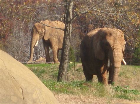 North Carolina Zoo!! | Kelocity.com