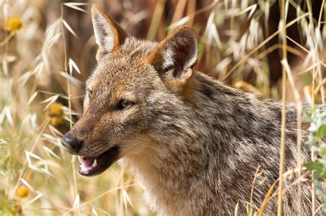 Golden Jackal l Gorgeous Wild Canid - Our Breathing Planet