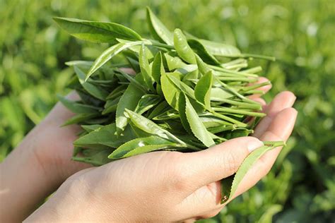 Lá Trà Xanh (Chè Xanh): Công Dụng, Bài Thuốc Và Lưu Ý Khi Sử Dụng