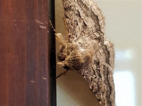 Owlet Moth (Eudesmeola lawsoni) – Ausemade