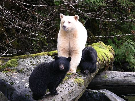 Kermode Bear Wallpaper and Background - Animals Town