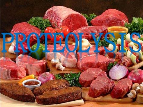 Proteolysis | PPT