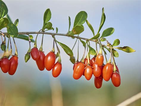 O Que É O Goji Berry - Conheça o Goji Berry, um fruto considerado super-alimento. | Oficina de ...