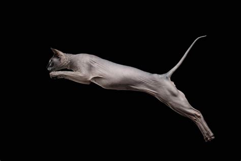 high   domestic cat jump cat world