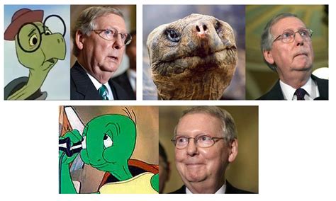 Mitch McConnell Is An Old Turtle : Kentucky