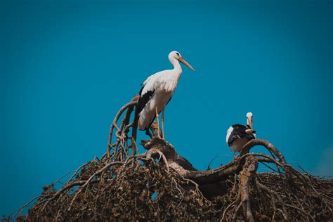 Could Bird Nesting be an Option for Your Family? - Moen Sheehan Meyer