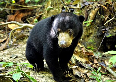 Sun Bear Conservation Volunteer Program in Malaysia | VolSol UK