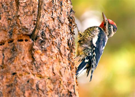 Woodpecker Free Stock Photo - Public Domain Pictures