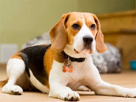 beagle puppies  sale  delhi  barking babies