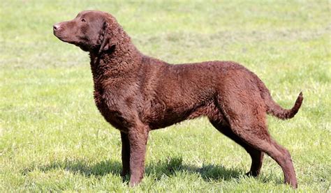 Your Guide To Owning A Chesapeake Bay Retriever Puppy - Kate's K9 Pet Care