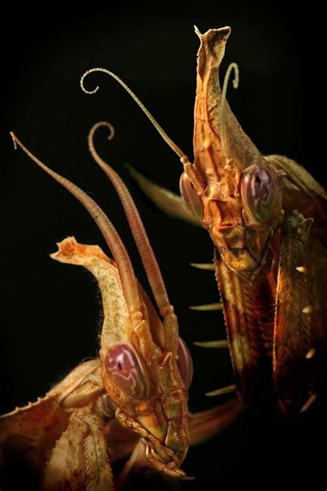 all the world animals: Amazing Insects!