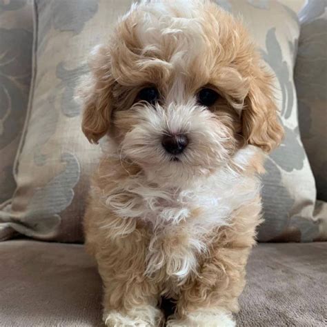 AKC Maltipoo puppies for sale/akc maltipoo breeders