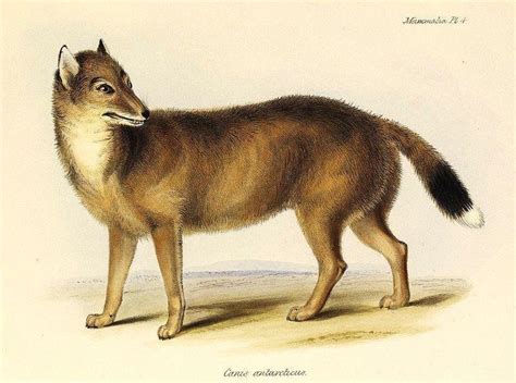 Argentinian Dog Breeds