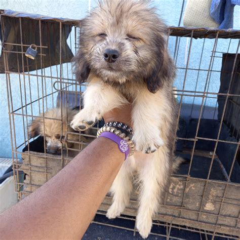 For Sale: Pomeranian/Shih Tzu Puppies - Spanish Town