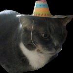 Party cat Meme Generator - Imgflip