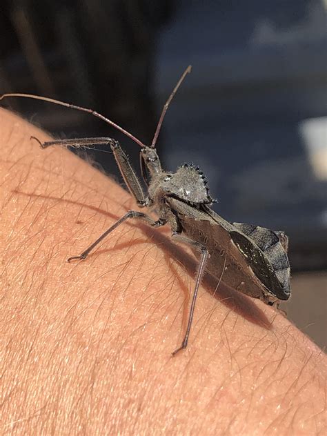 Wheel Bug Bite Symptoms
