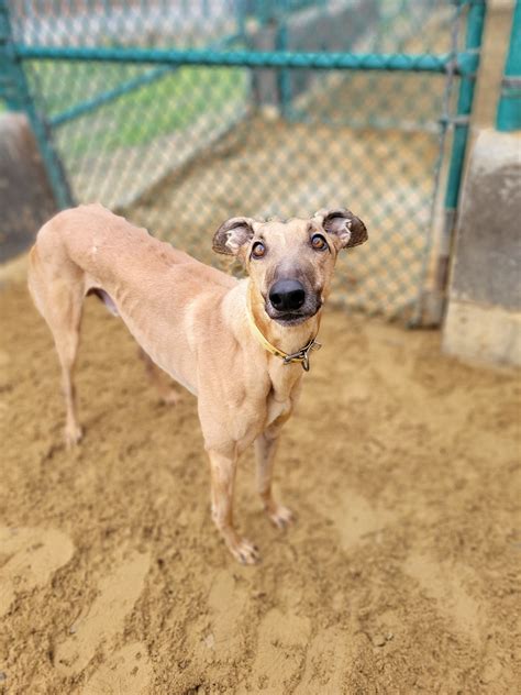 Wheeling Island Greyhound Adoptions | Wheeling WV