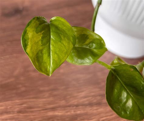 Lemon Meringue Pothos (Epipremnum aureum 'Lemon Meringue') — Plant and