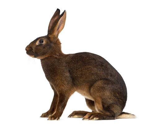 HARE definition and meaning | Collins English Dictionary