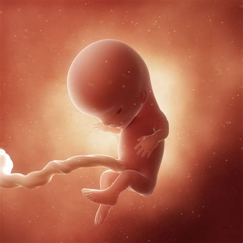 11. SSW: Entwicklung, Symptome und Ultraschallbilder