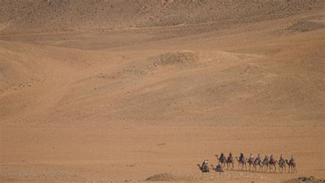 Premium Photo | Camels in the cairo desert