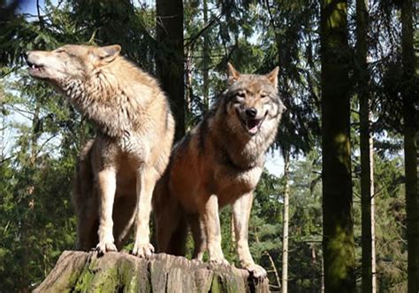 Eurasian Wolf - Facts, Size, Diet & Habitat Information