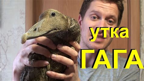 Знакомьтесь, ГАГА! - YouTube