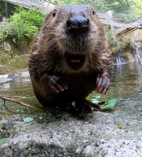 3623 best Beavers images on Pholder | Aww, Earth Porn and Nature Is